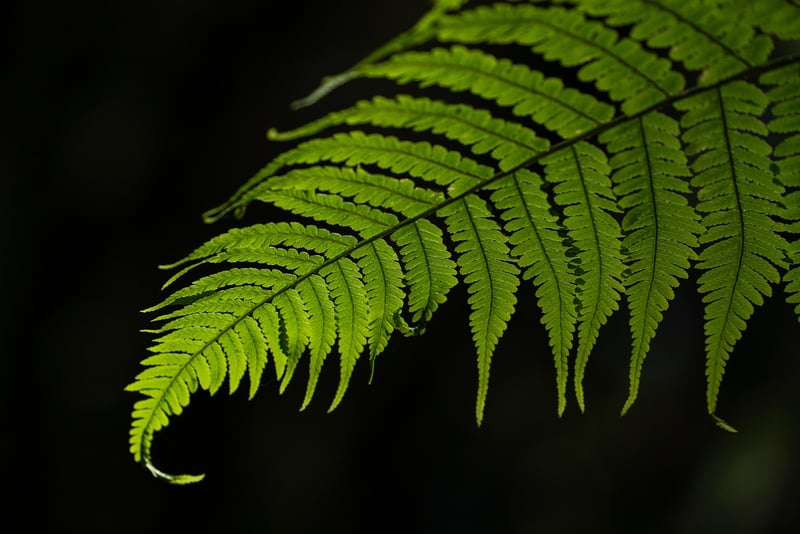 Mystical Botany